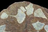 14.7" Fossil Ginkgo Plate From North Dakota - Paleocene - #130434-2